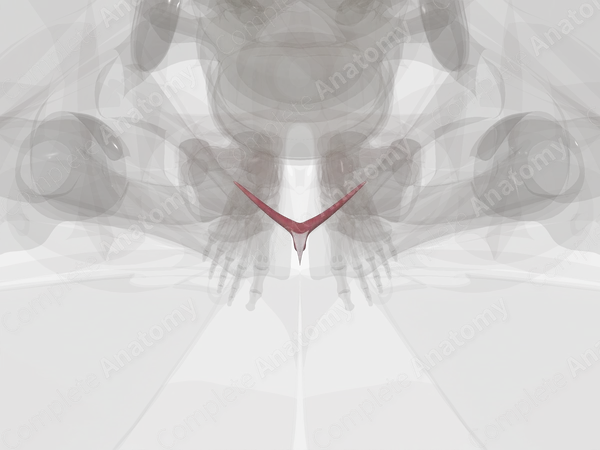 Clitoris