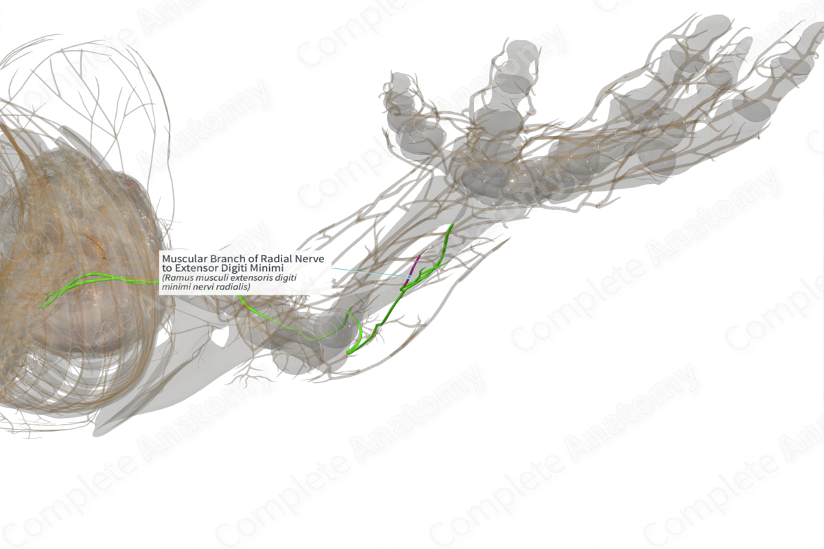 Muscular Branch of Radial Nerve to Extensor Digiti Minimi (Left)