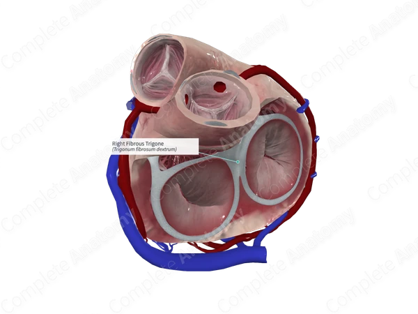 Right Fibrous Trigone