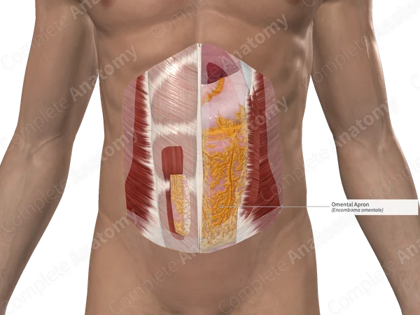 Omental Apron