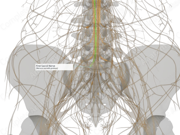 First Sacral Nerve (Left)