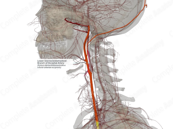 Lower Sternocleidomastoid Branch of Occipital Artery (Right)