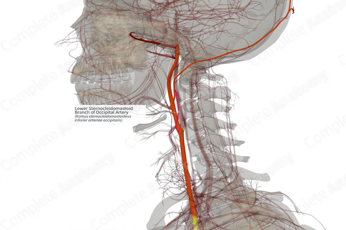 Lower Sternocleidomastoid Branch of Occipital Artery (Right)