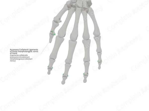 Accessory Collateral Ligaments of Distal Interphalangeal Joints of Hand (Right)