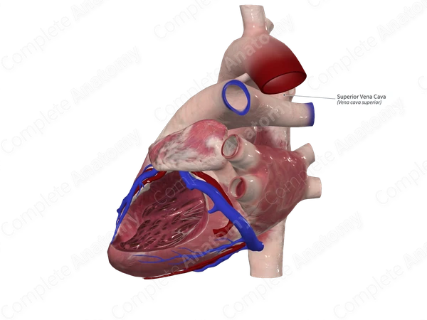 Superior Vena Cava