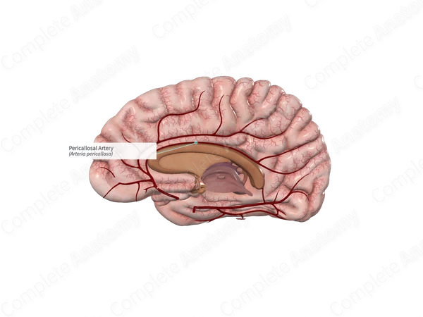 Pericallosal Artery 