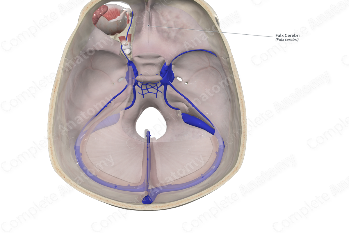 Falx Cerebri