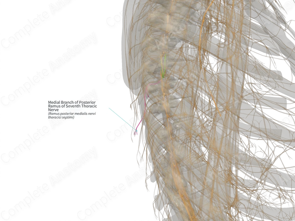 Medial Branch of Posterior Ramus of Seventh Thoracic Nerve (Right)