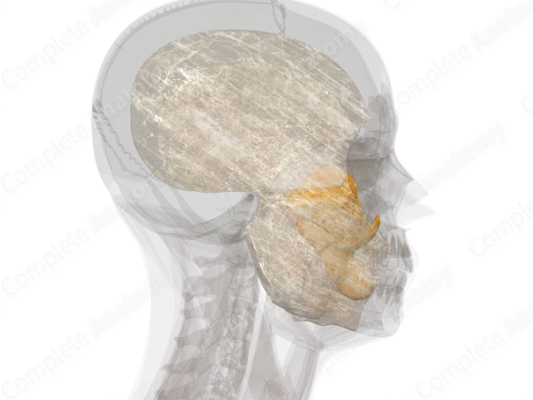 Fasciae of Head