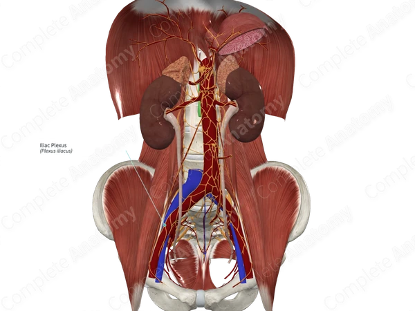 Iliac Plexus