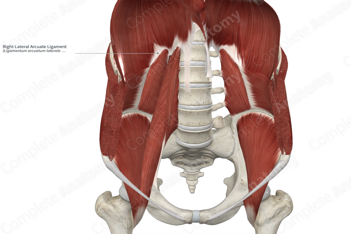 Right Lateral Arcuate Ligament