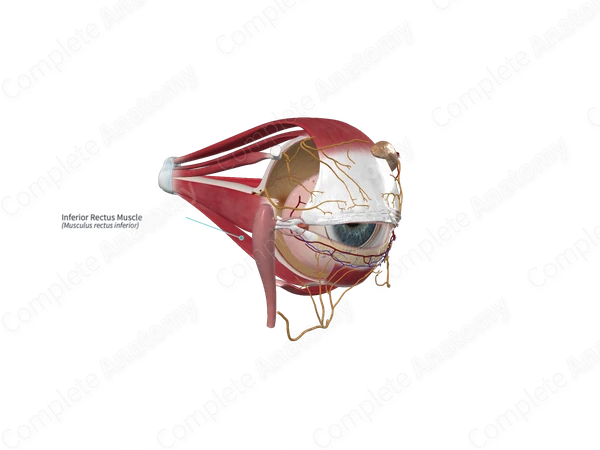 Inferior Rectus Muscle