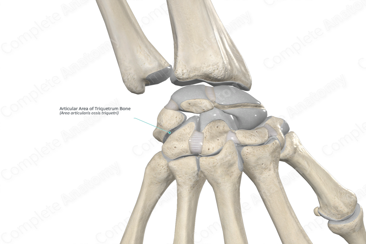 Articular Area of Triquetrum Bone 