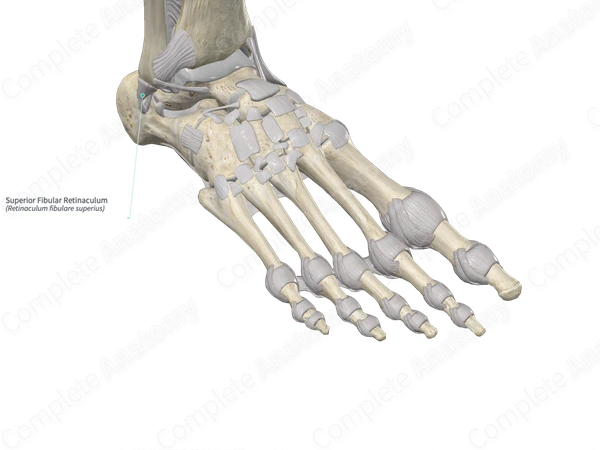 Superior Fibular Retinaculum