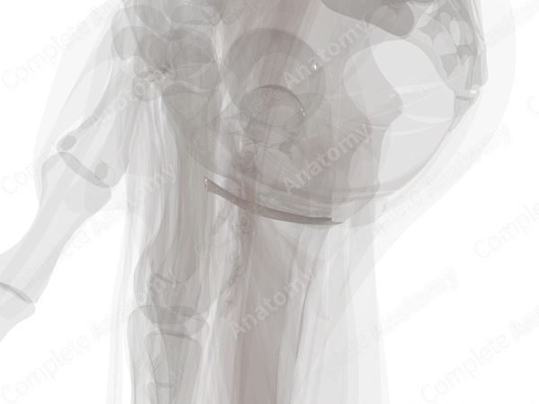 Superficial Investing Fascia of Perineum