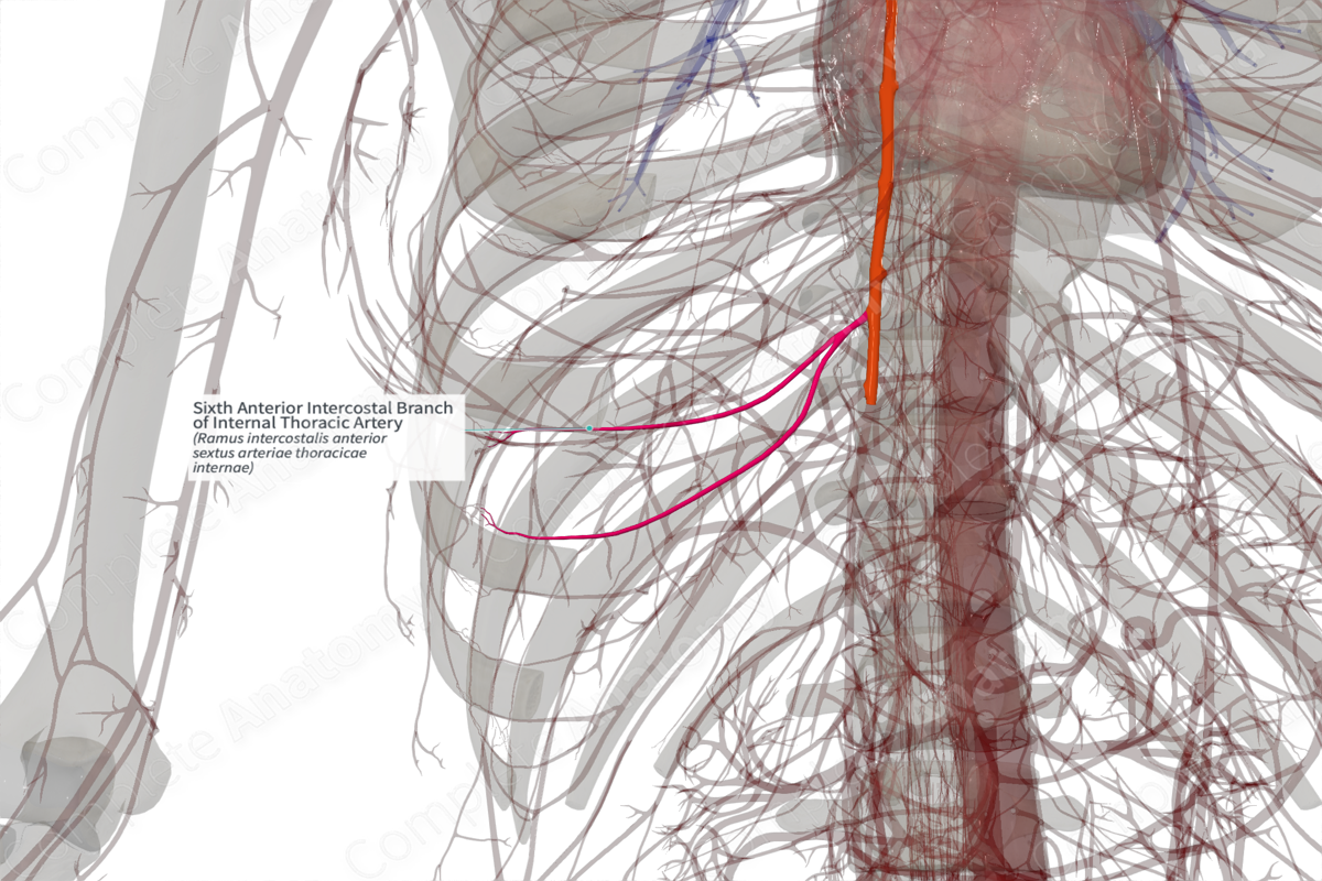 Sixth Anterior Intercostal Branch of Internal Thoracic Artery (Left)