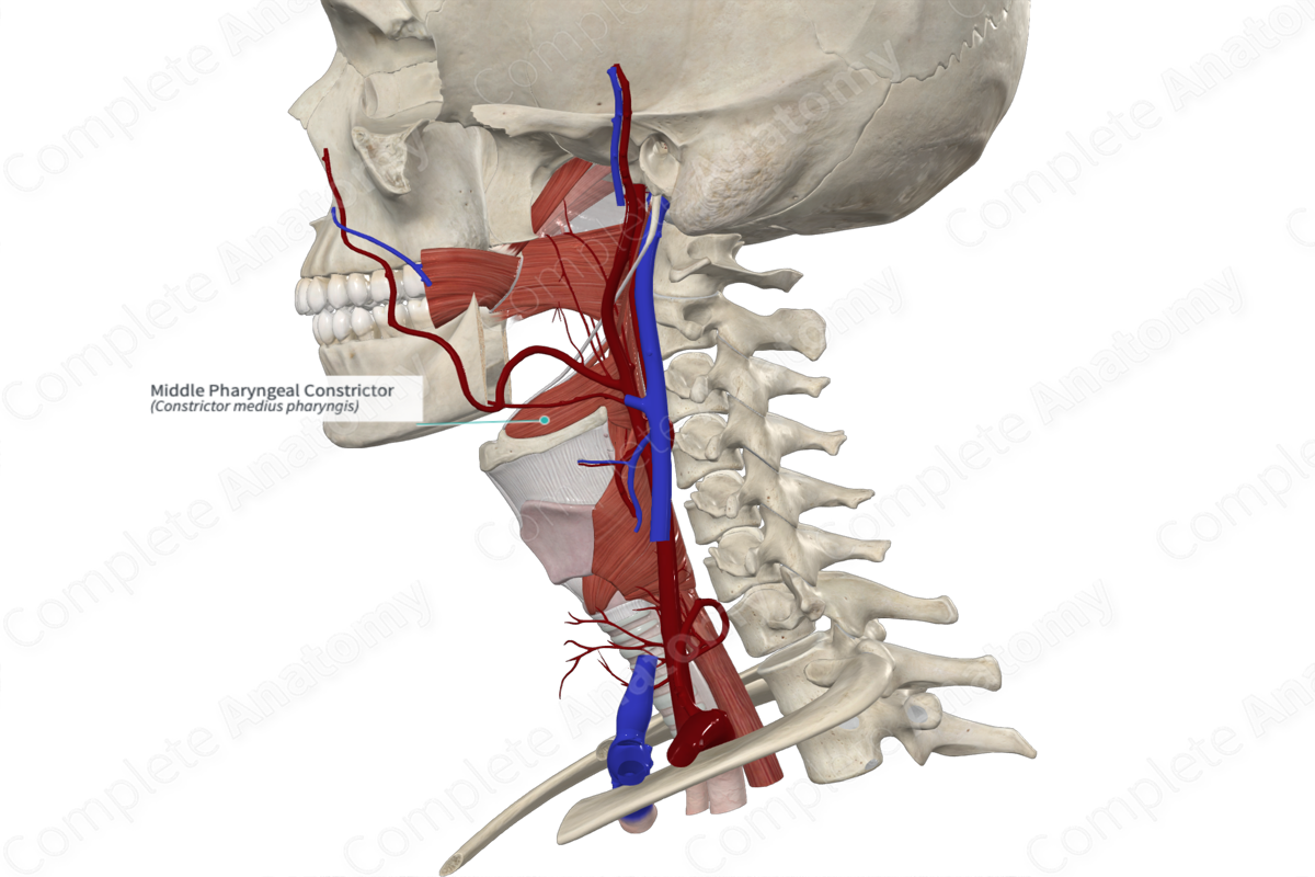 Middle Pharyngeal Constrictor 