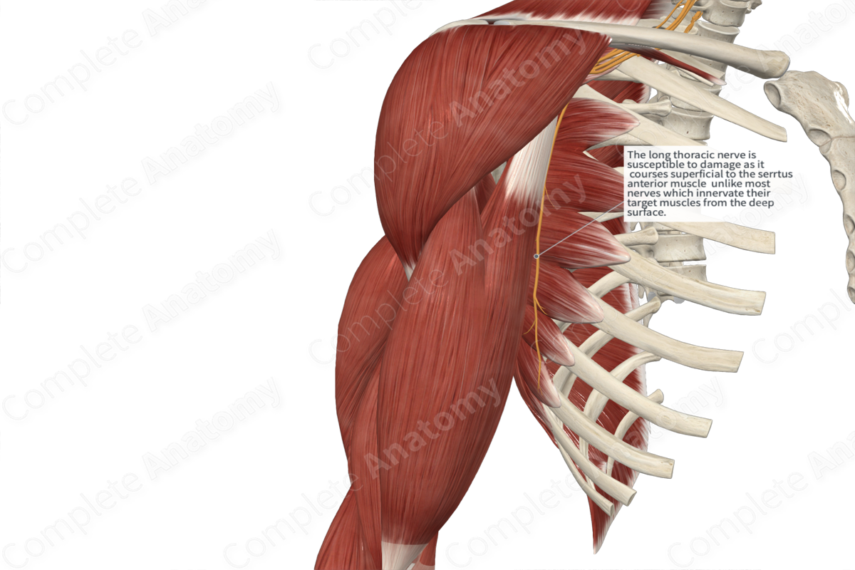 Long Thoracic Nerve 