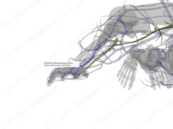 Anterior Interosseous Veins (Right)