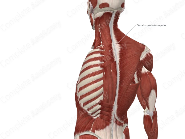 Serratus Posterior Superior Muscle