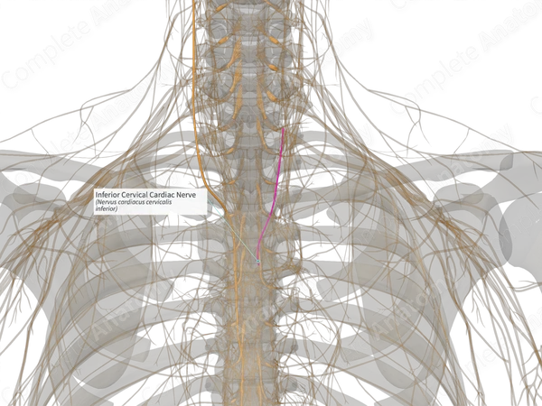 Inferior Cervical Cardiac Nerve (Left)