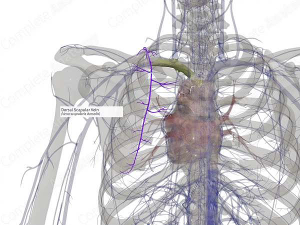 Dorsal Scapular Vein (Right)