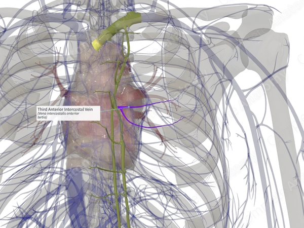 Third Anterior Intercostal Vein (Left)