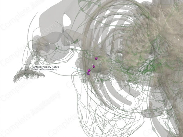 Anterior Axillary Nodes (Left)