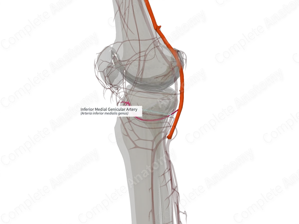 Inferior Medial Genicular Artery (Left)