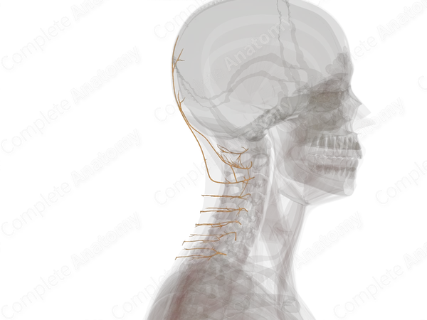 Posterior Rami of Cervical Nerves (Left)