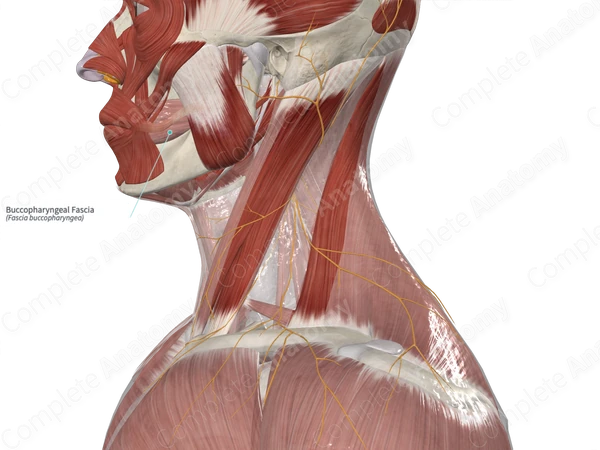 Buccopharyngeal Fascia 