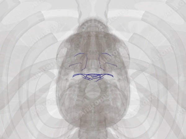 Veins of Pharynx