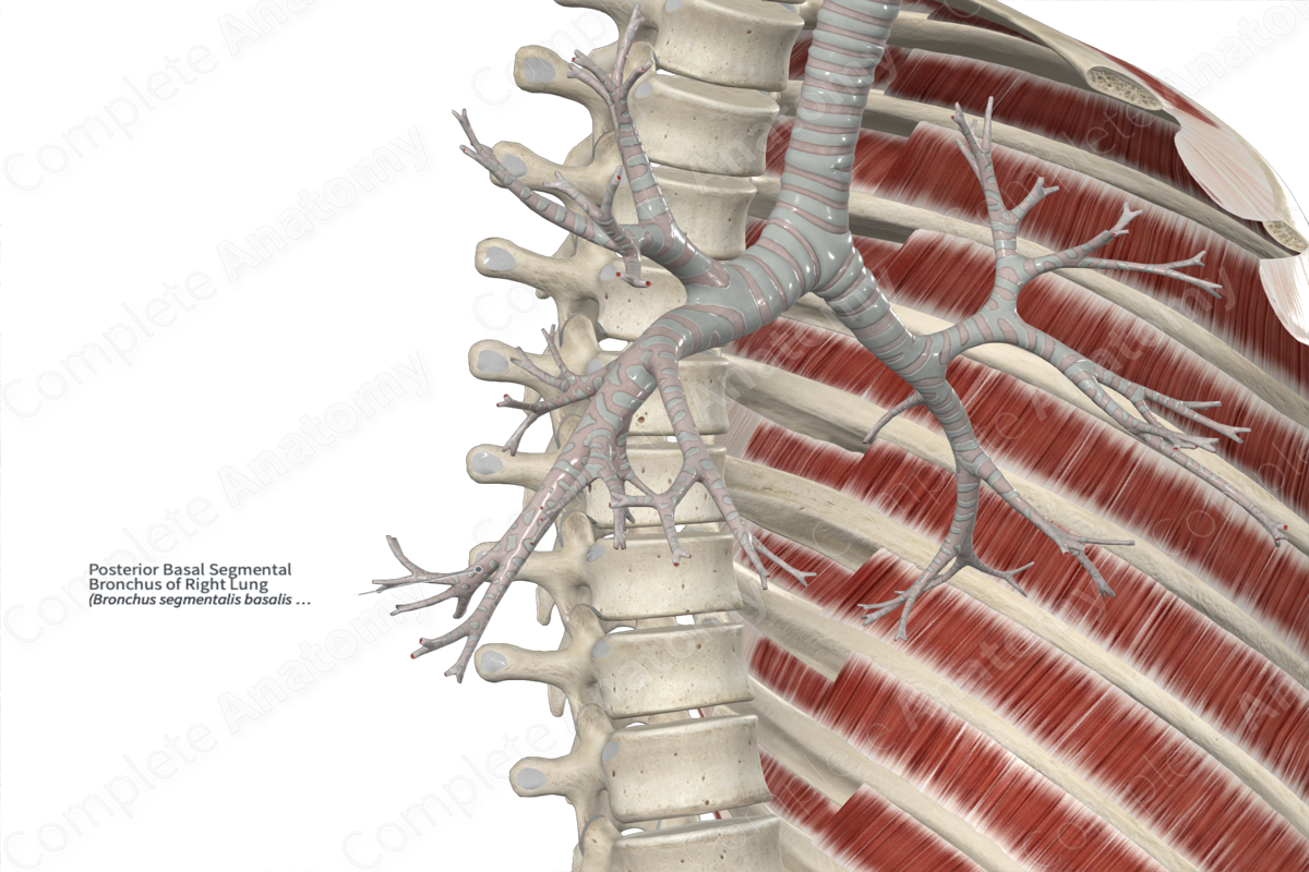 Posterior Basal Segmental Bronchus of Right Lung