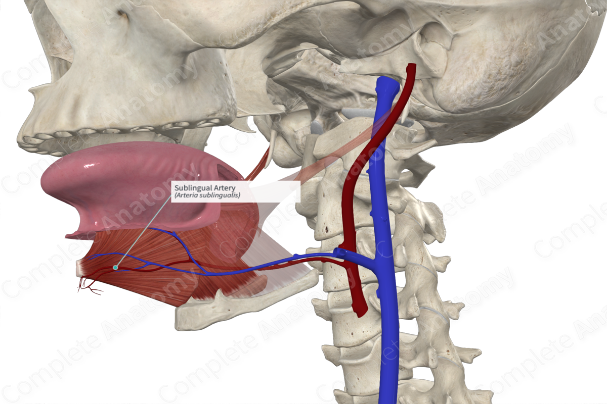 Sublingual Artery Complete Anatomy