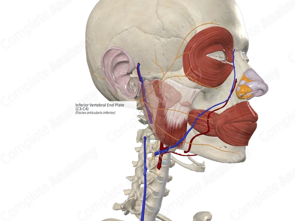 Inferior Vertebral End Plate (C3-C4)
