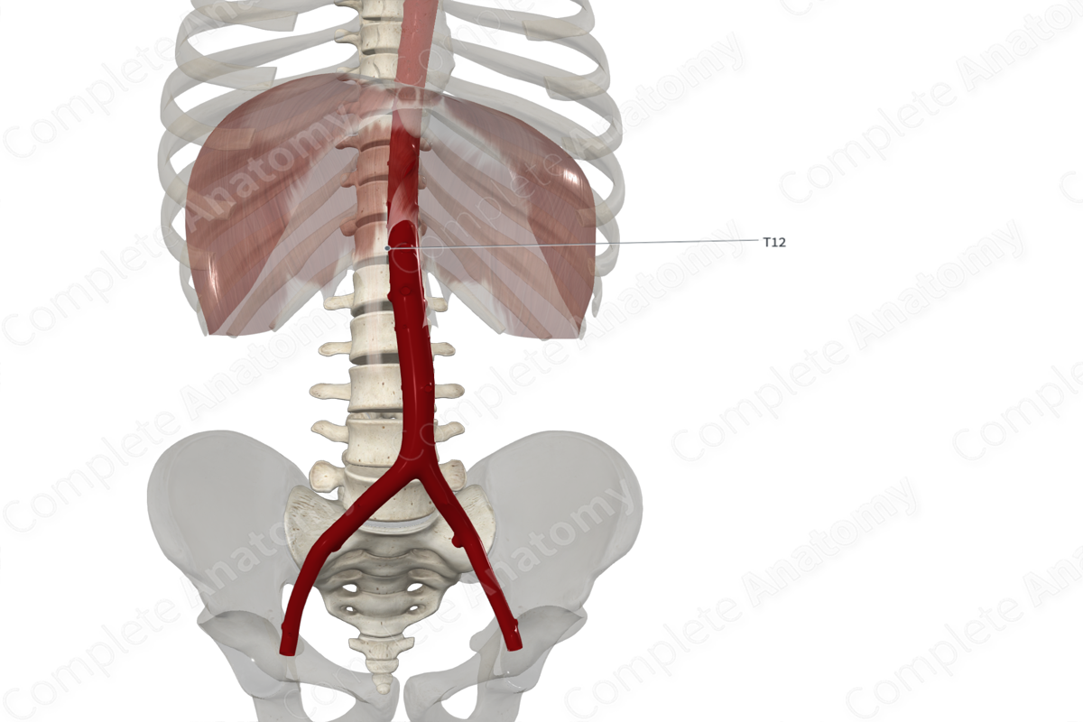 Twelfth Thoracic Vertebra