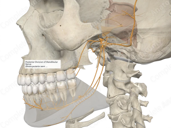 Posterior Division of Mandibular Nerve 