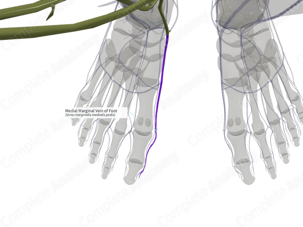 Medial Marginal Vein of Foot (Left)