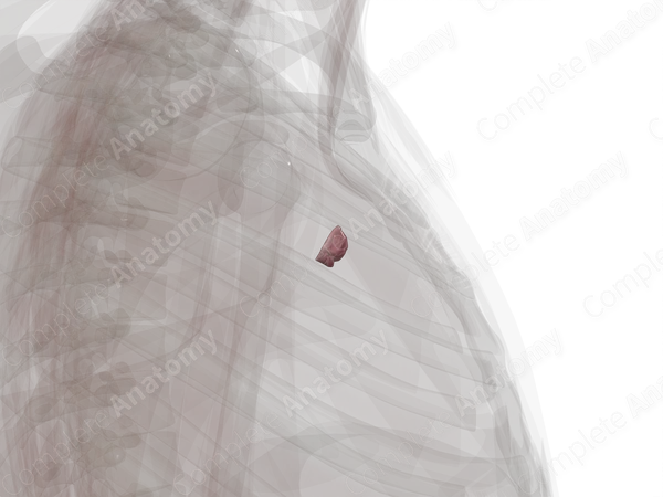 Pulmonary Valve