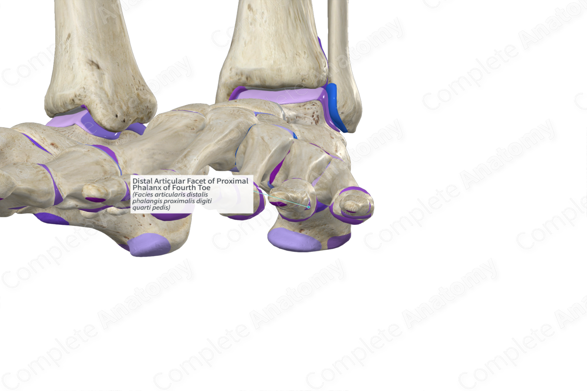Distal Articular Facet of Proximal Phalanx of Fourth Toe