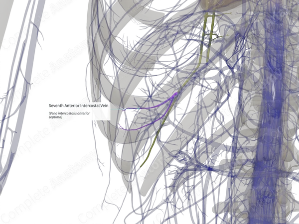 Seventh Anterior Intercostal Vein (Left)