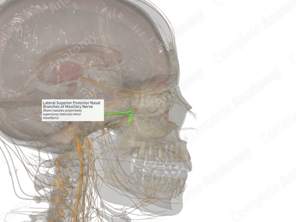 Lateral Superior Posterior Nasal Branches of Maxillary Nerve (Right)