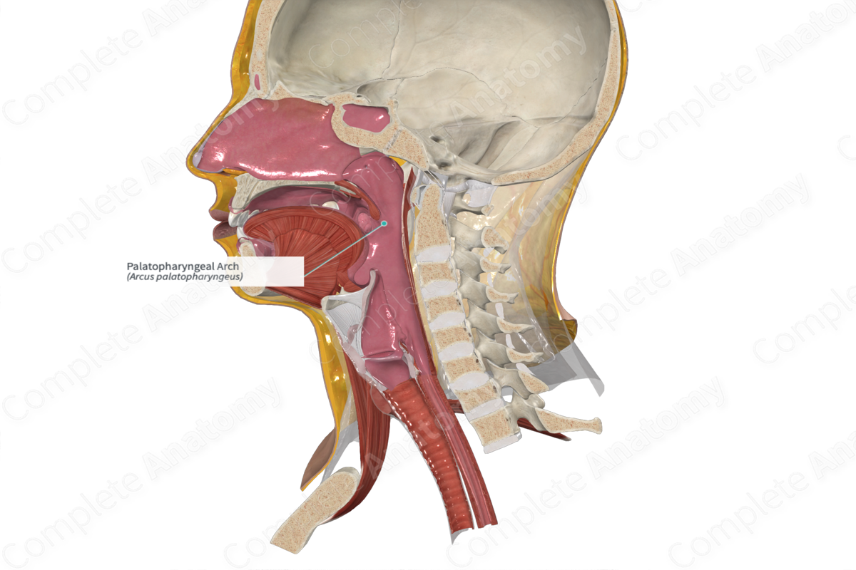 Palatopharyngeal Arch 