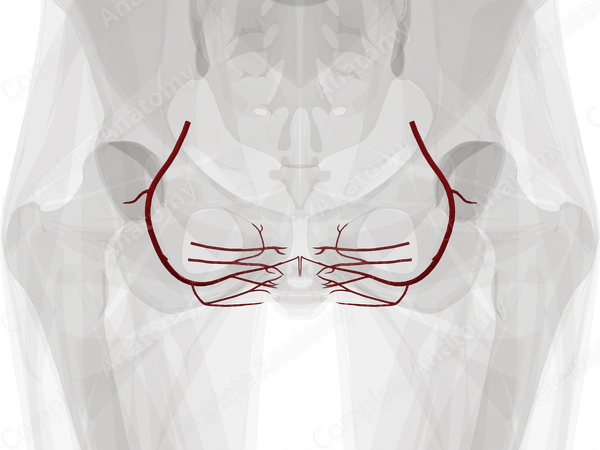 Arteries of Perineum