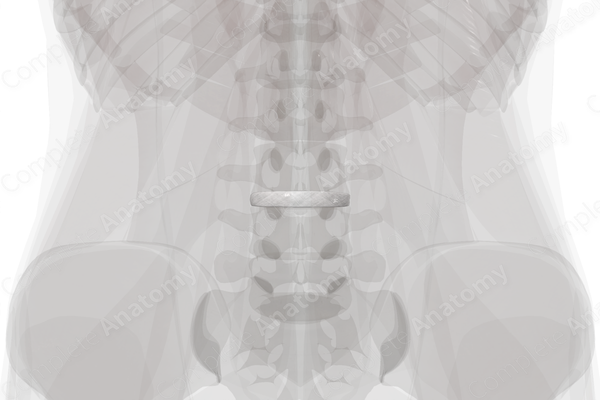 Intervertebral Disc (L3-L4) | Complete Anatomy