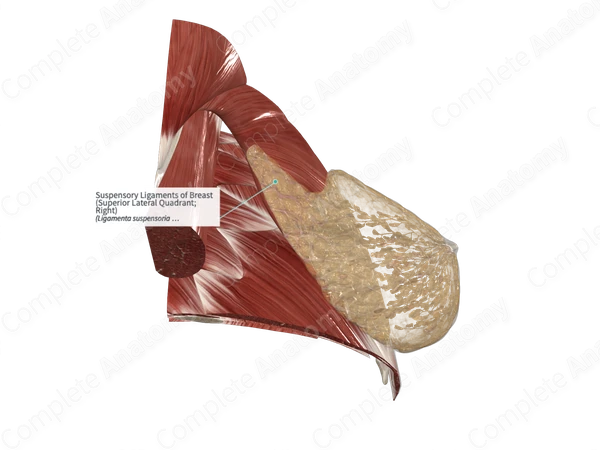 Suspensory Ligaments of Breast (Superior Lateral Quadrant; Right)