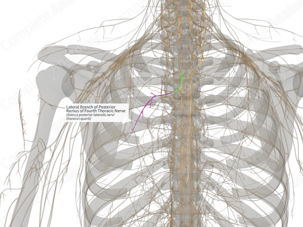 Lateral Branch of Posterior Ramus of Fourth Thoracic Nerve (Right)