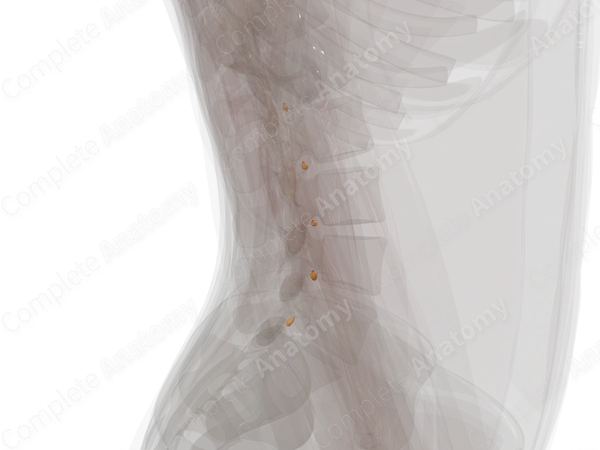 Spinal Ganglia of Lumbar Nerves (Left)