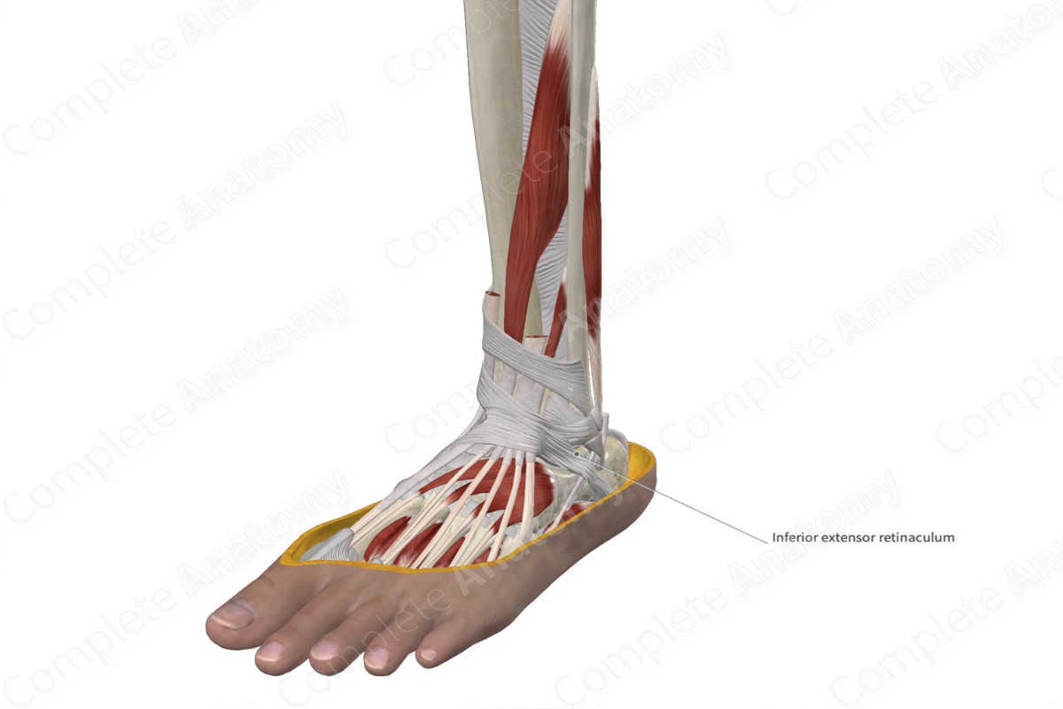 Inferior Extensor Retinaculum of Ankle 