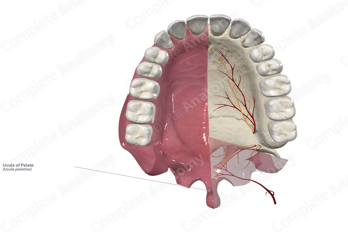 Uvula of Palate Complete Anatomy